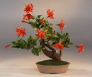 Chinese hibiscus, rose-of-China, Hawaiian hibiscus,shoe flower,rosa sinensis variegata
